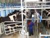  Conventional Milking Spares